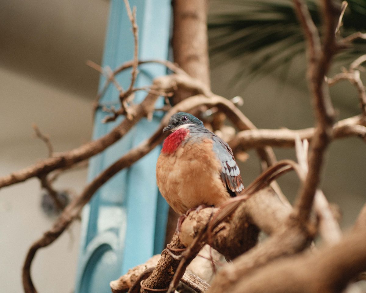 Colorful bird perched on a branch