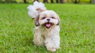 Easiest dog breeds