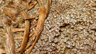 Part of the left side of a human ribcage in the ground surrounded by hundreds of small white disk-shaped shell beads.