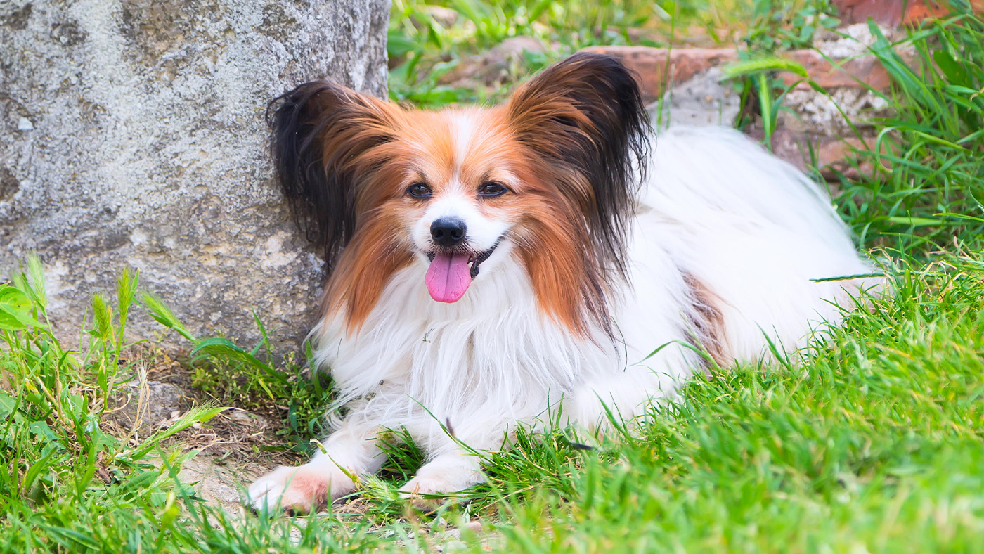 Papillon laid down