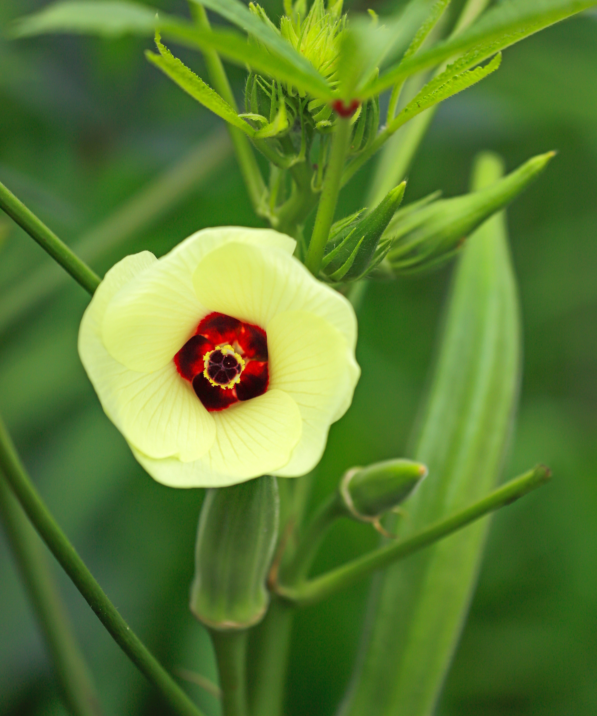 A yellow and red okra bloom with pods developing in the background