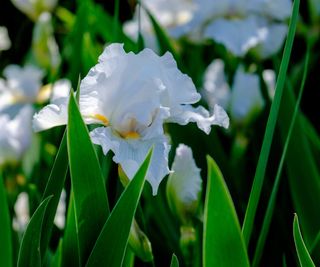 Close up of a white iris flower