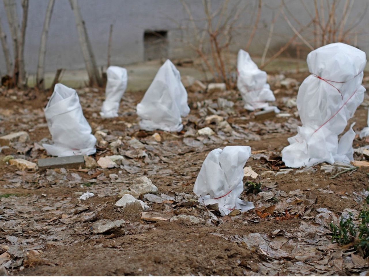 Plants Covered With Plastic For Winter