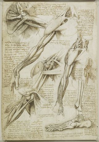 Leonardo da Vinci's sketches of shoulders and feet