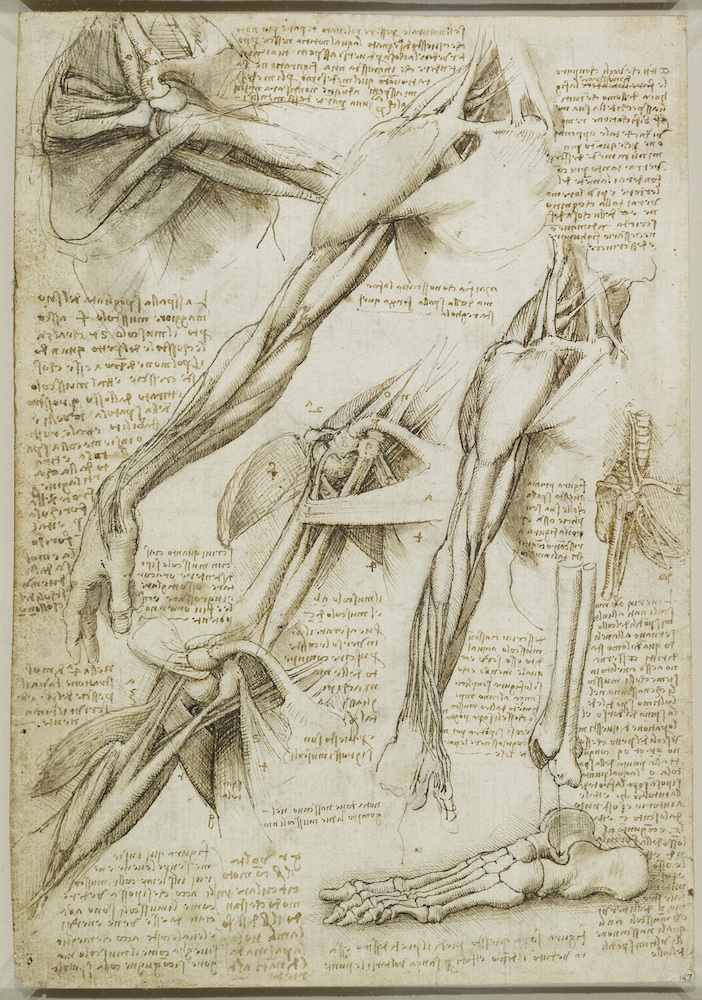 Leonardo da Vincis groundbreaking anatomical sketches  BBC Culture