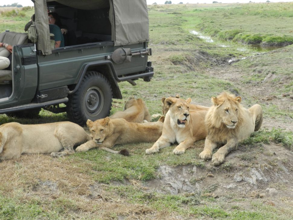 Meet Botswana's Okavango Delta lions — one of the largest cats on Earth ...