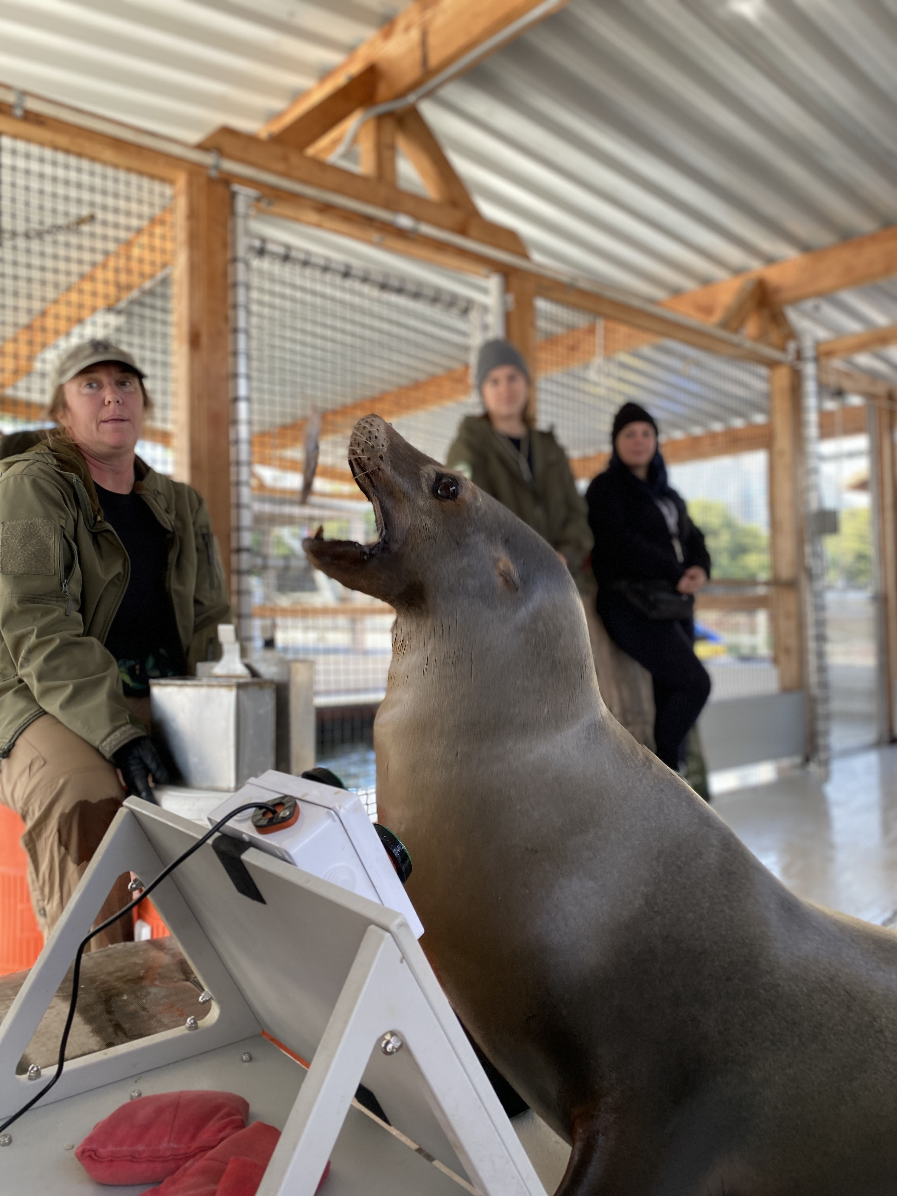 A sea lion called Spike playing videogames.