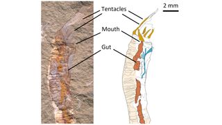 Fossil specimen (left) and diagram (right) of Gangtoucunia aspera. Preserved soft tissues include the gut and tentacle.