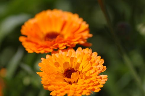 DSC_013811.jpg