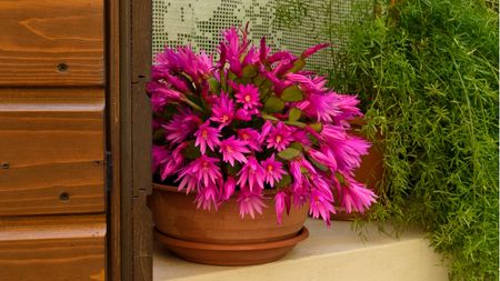 How to grow Easter cactus