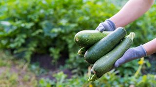 Holding courgettes