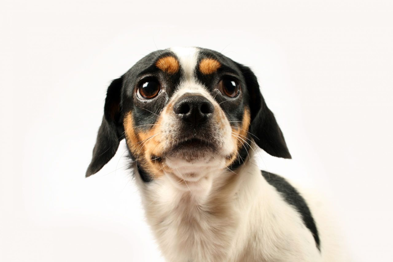 dog depression: Fearful small dog on white background