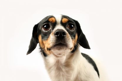 dog depression: Fearful small dog on white background