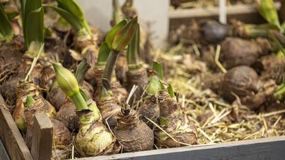 Many sprouting amaryllis bulbs in a crate of straw