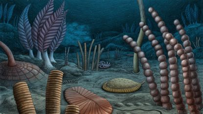 An illustration of an ancient sea bed, with various shaped plants along the gray seafloor.