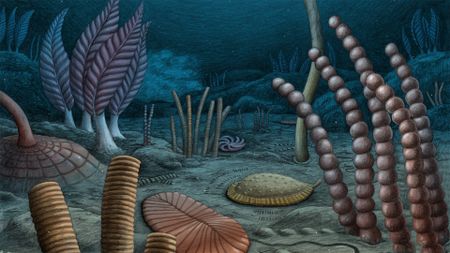 An illustration of an ancient sea bed, with various shaped plants along the gray seafloor.