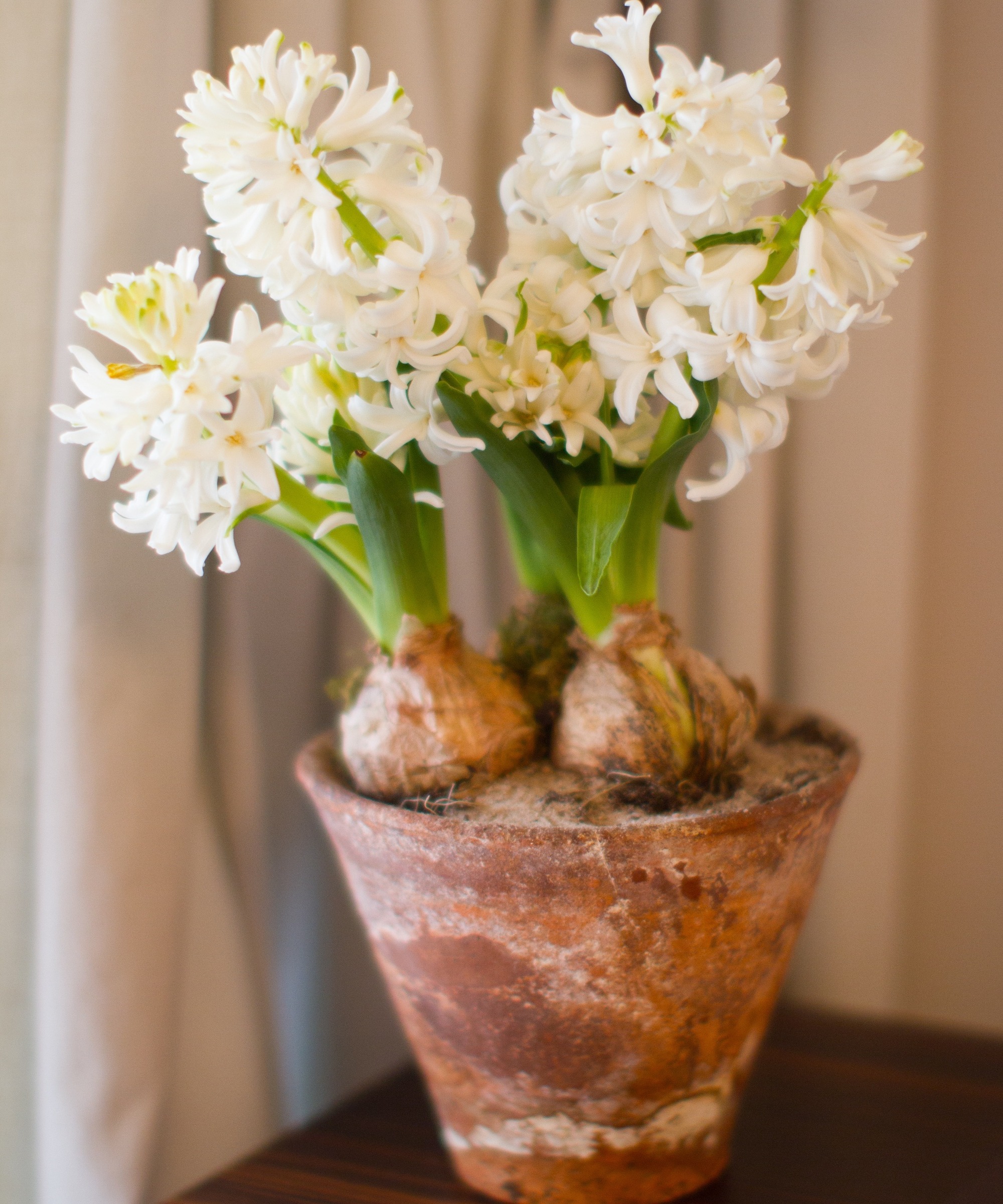 a group of white hyacinths in an aged terracotta pot