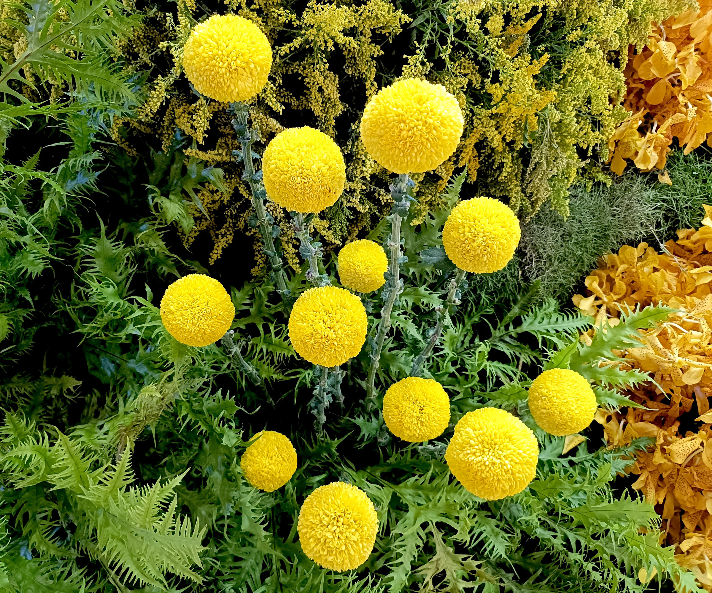 yellow billy buttons flowers in garden bed