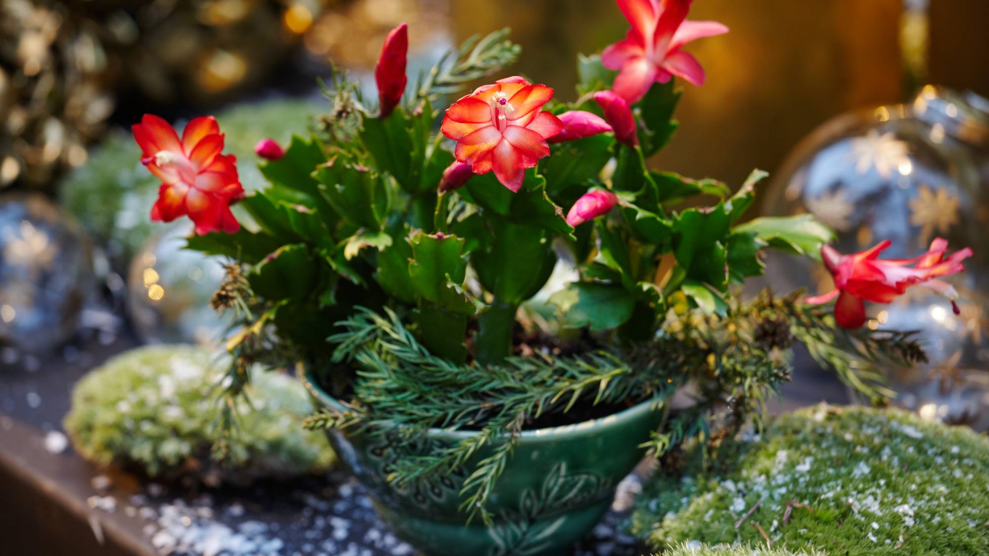 Christmas cactus on holiday table
