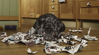 Black pug looking guilty with torn up newspaper