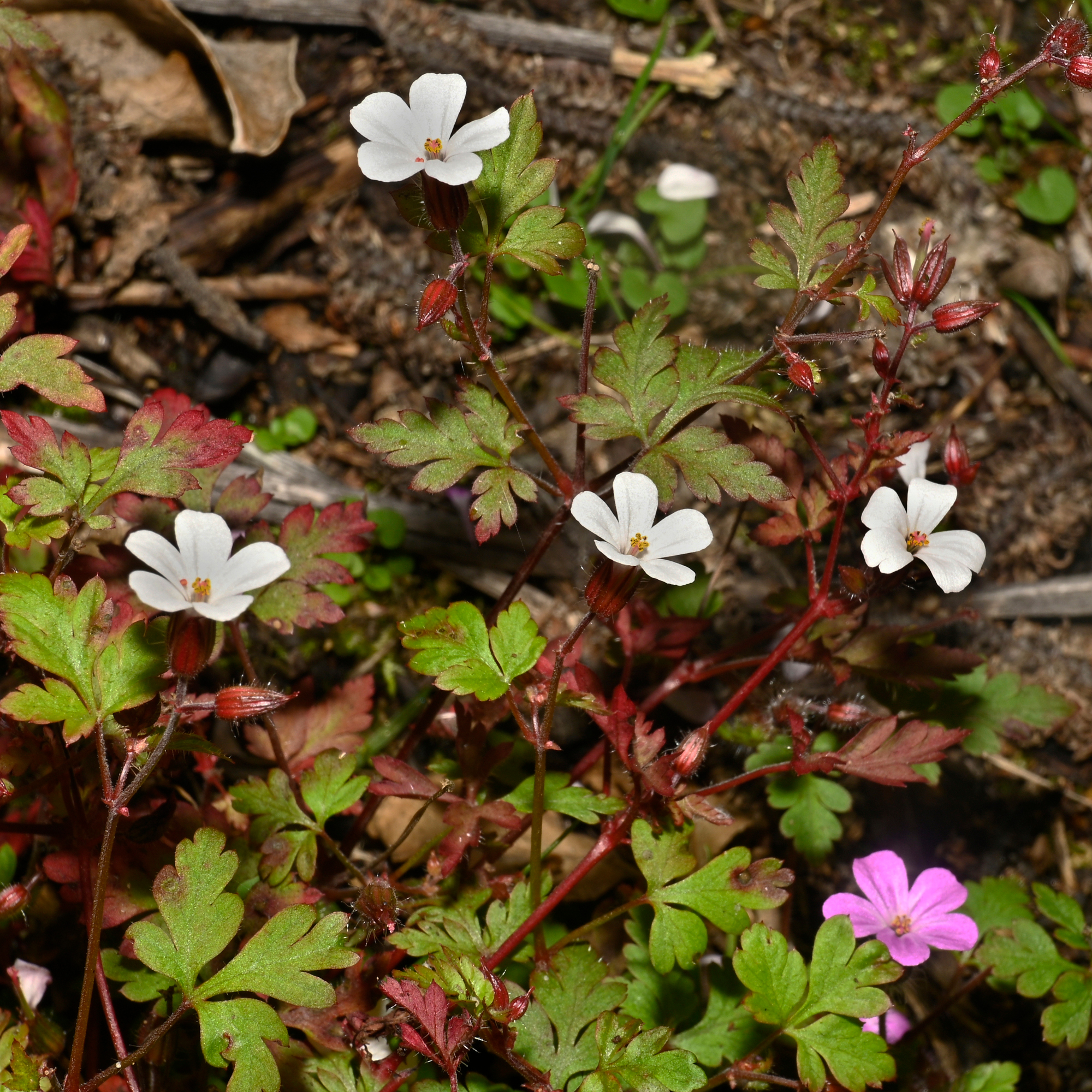 Herb Robert in a border - Collinswood Images - GettyImages-2244794362
