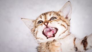 tabby kitten showing teeth