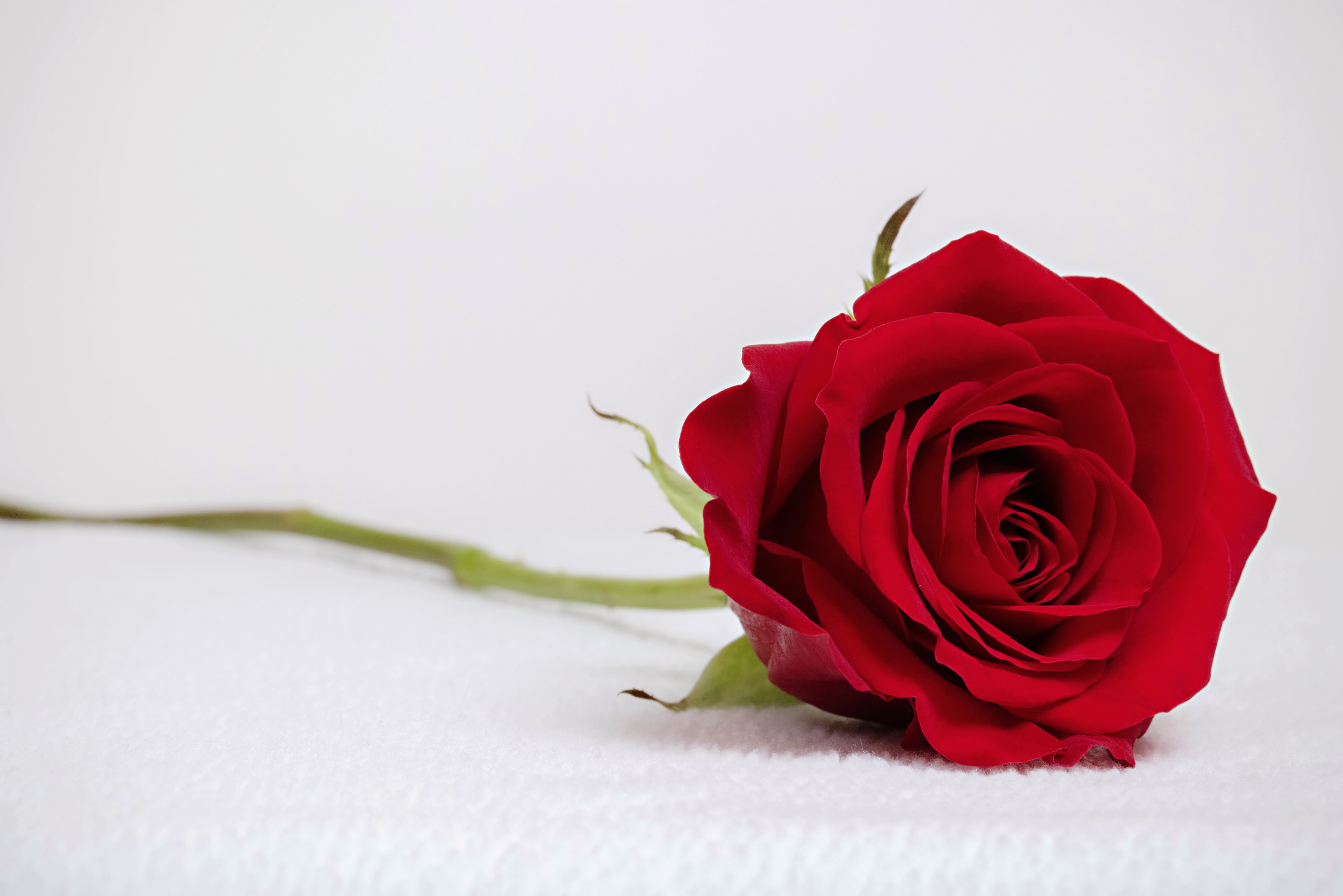 A longstemmed red rose on a white background