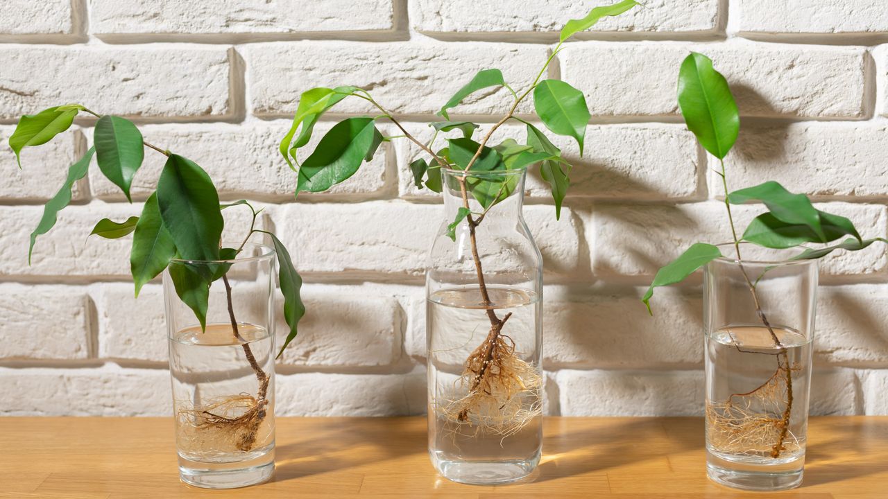 Propagating plant cuttings in clear glass jars