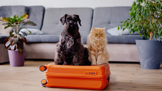 Dog and cat sitting on top of an orange suitcase