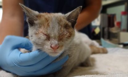 A 3-month old kitten is in recovery after barely surviving a trip across the Pacific in a freight container.