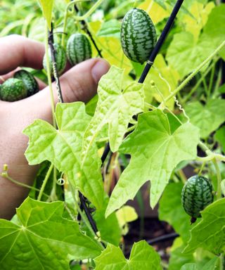Cucamelons ripening on the vine in a greenhouse