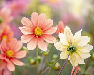 Peachy dahlia flowers