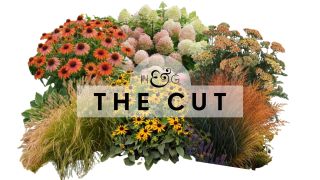 The Only Fall Plants You Need to Turn Your Garden Into a Celebration of the Season &ndash; 16 Beautiful Picks to Shop Now