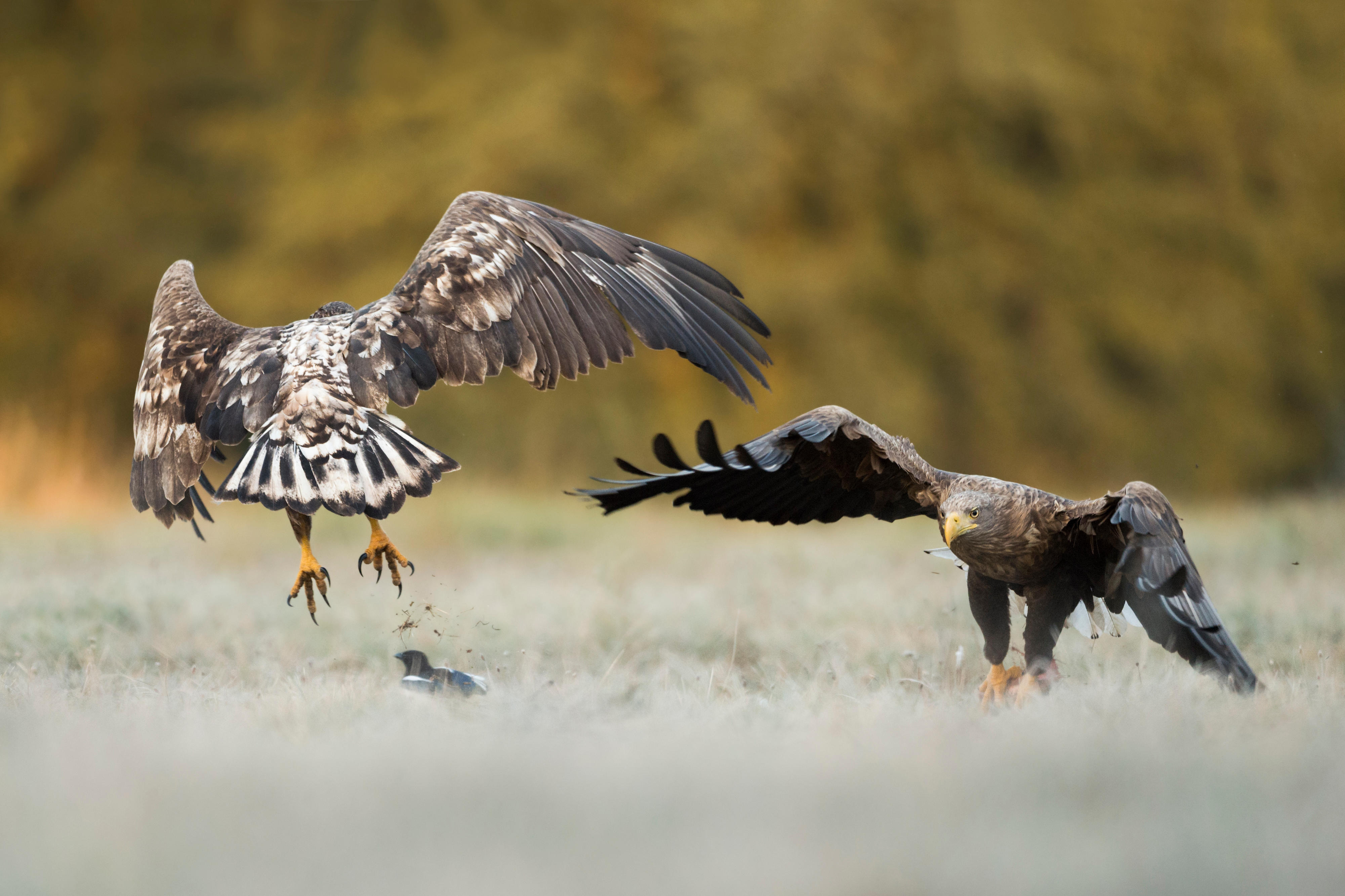 Two white-tailed eagles fighting over prey