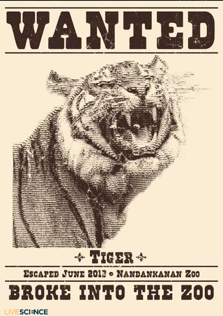 Animal Escapes - Tiger