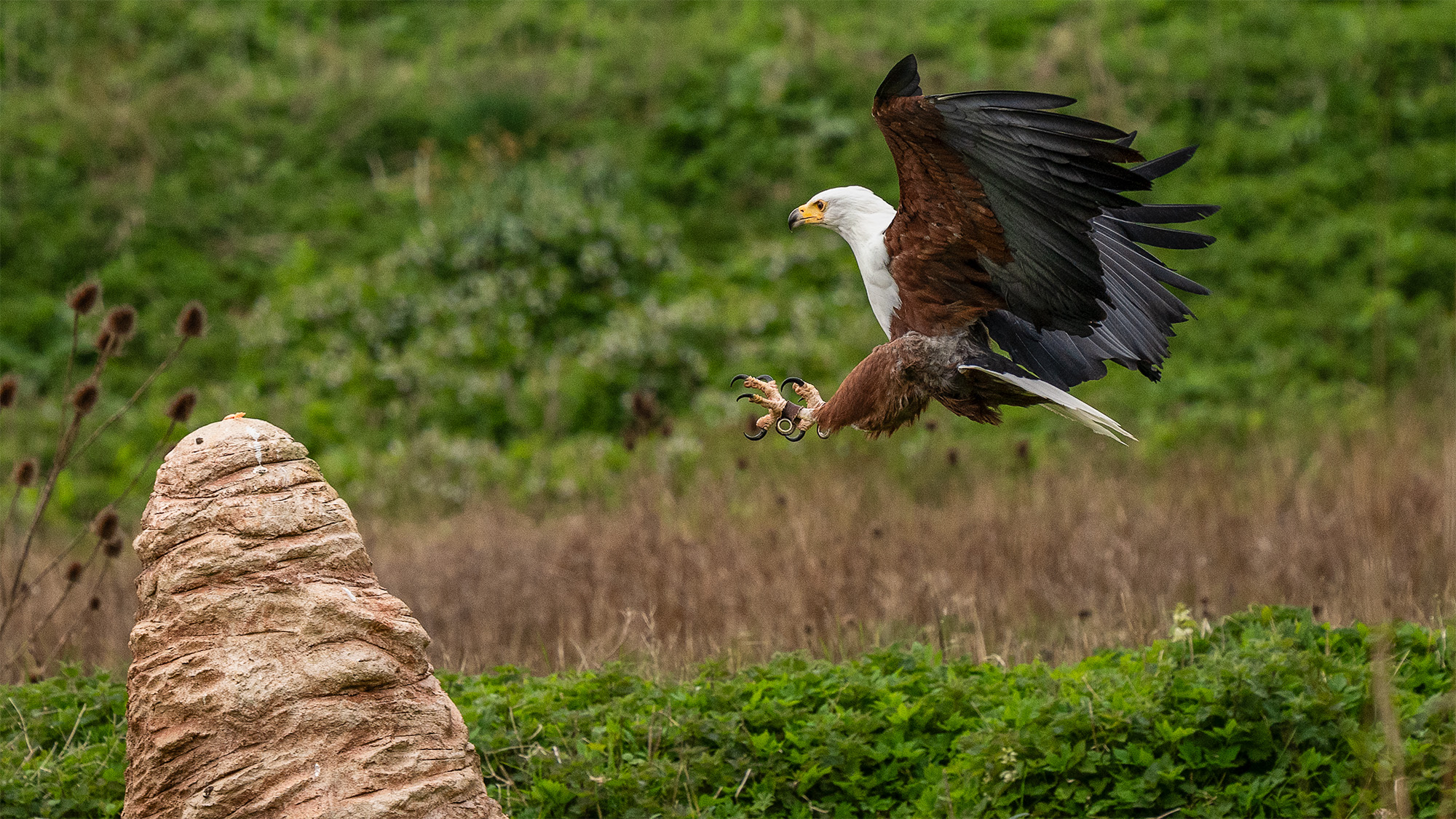Hawk landing on mound at Hawk Conservancy Trust, Hampshire