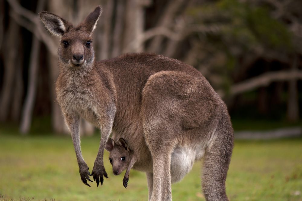 red kangaroo habitat