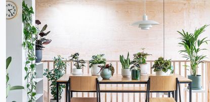 how to get rid of spiders mites, houseplants on the dining room table by Leaf Envy