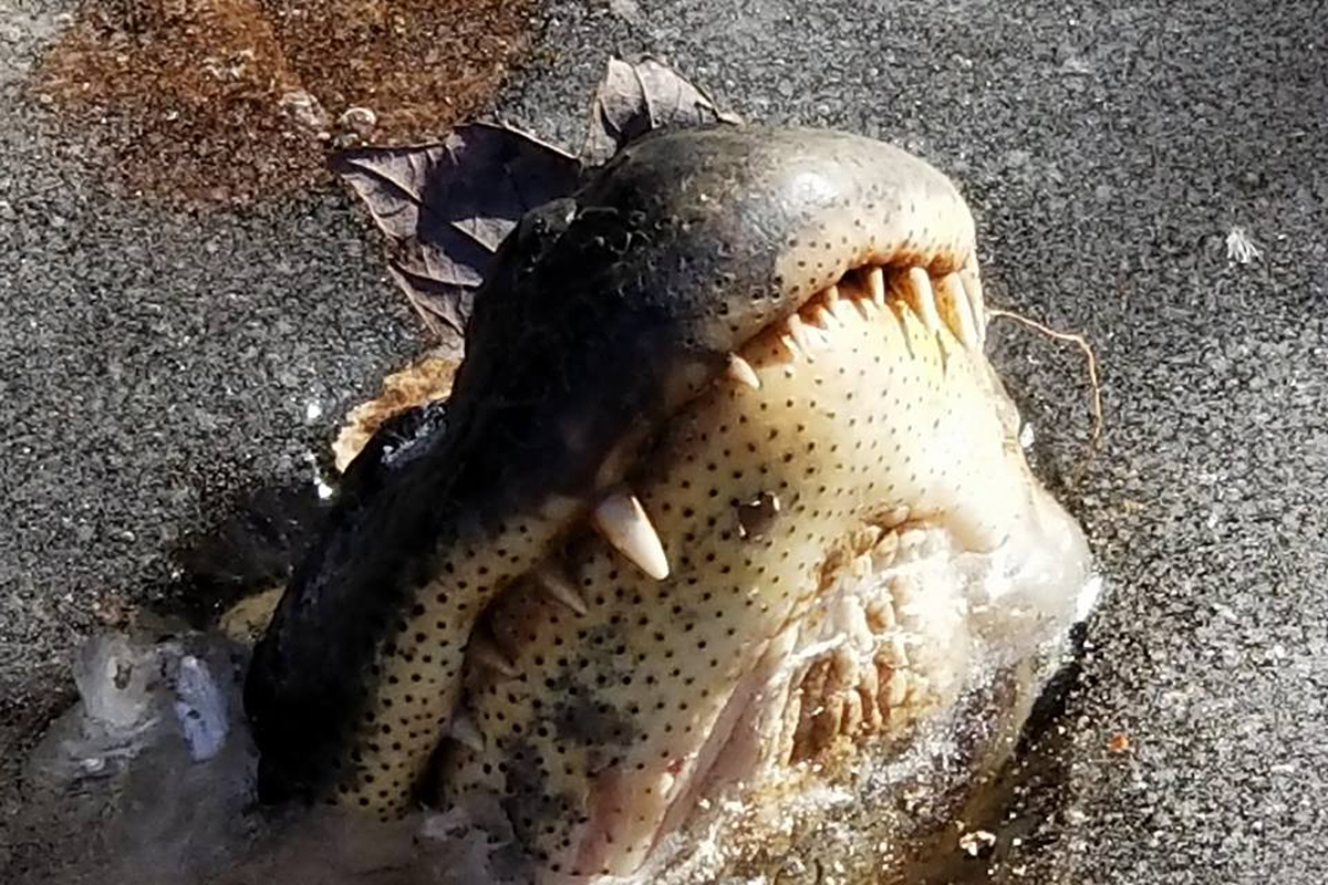 Alligators 'Snorkel' to Survive Ice-Covered Swamp | Live Science