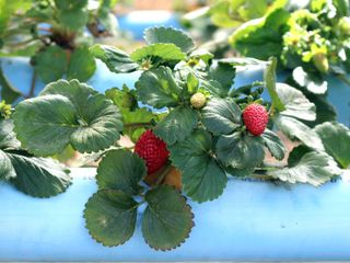 hydroponic gardening with strawberries