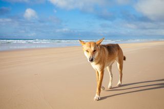 You can photograph dingoes at Fraser Island. Image: Darren Tierney, Getty Images