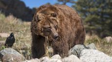 A grizzly bear in a rocky meadow in Wyoming.