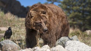 A grizzly bear in a rocky meadow in Wyoming.