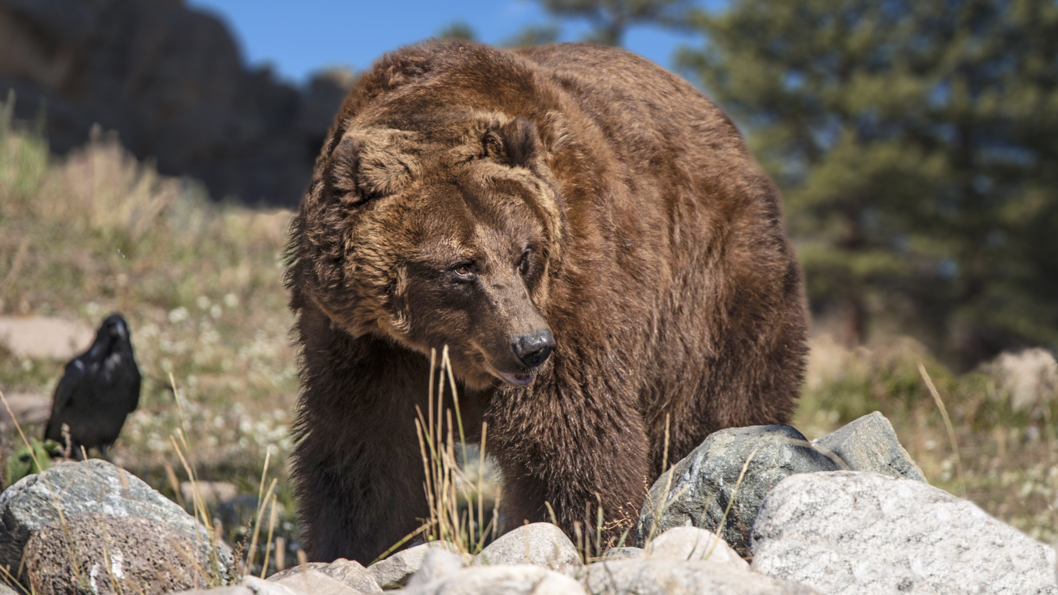 Photos show impressive size of grizzly bears