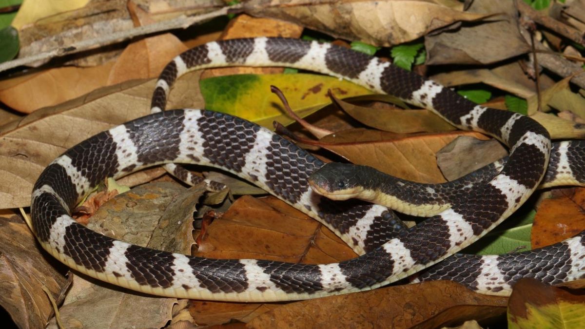 The new krait species Bungarus suzhenae, also known as Suzhen&#039;s krait.