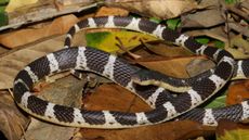The new krait species Bungarus suzhenae, also known as Suzhen's krait.
