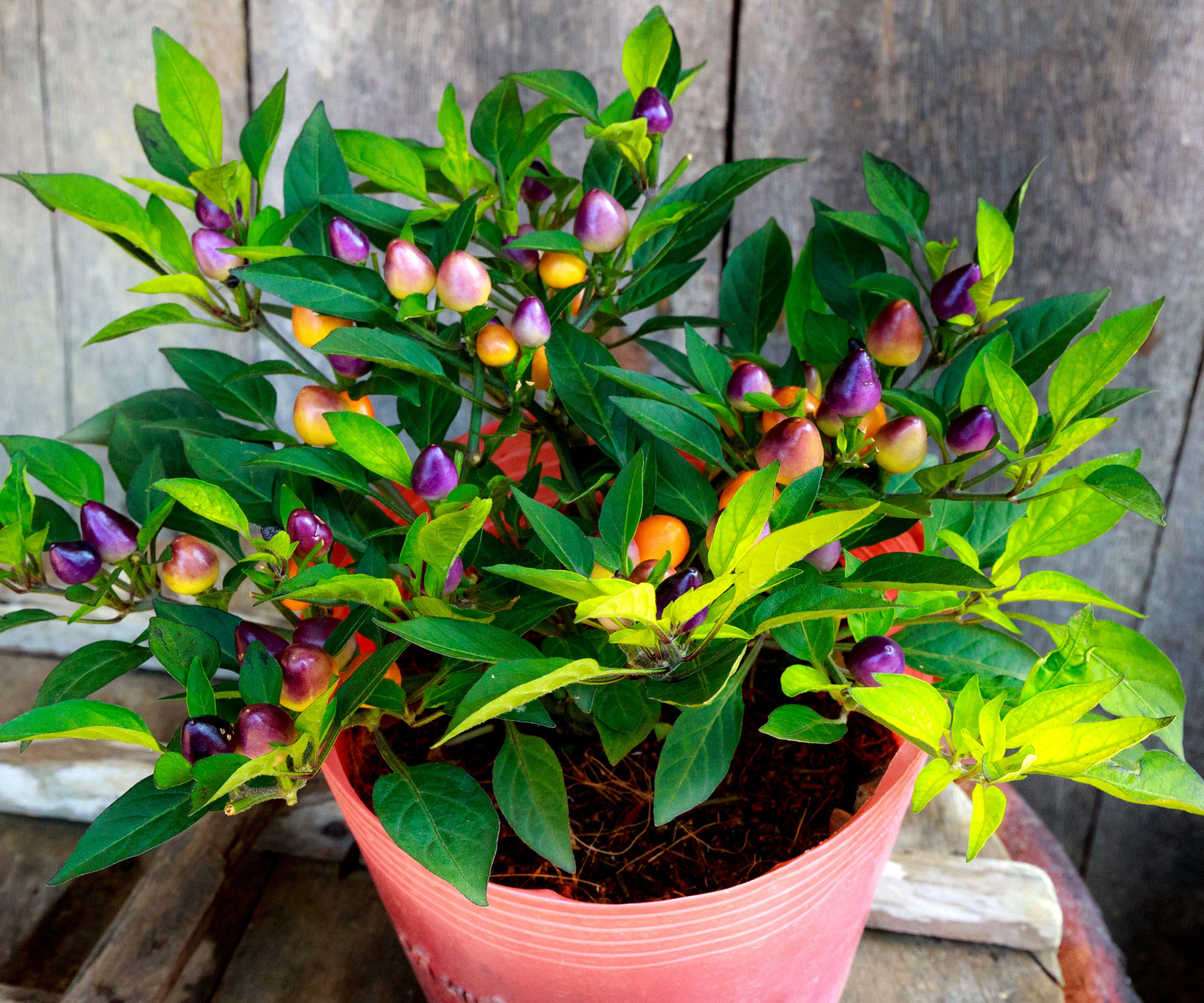 pepper plant in container with mixed color fruits
