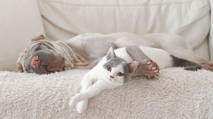 A grey and white cat and a grey dog laying on a cream couch