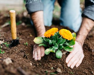planting marigold in soil