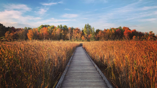 Mer bleue bog